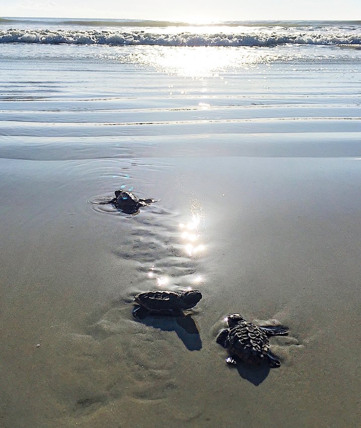 Three baby sea turtles crawl toward a sunlit ocean.