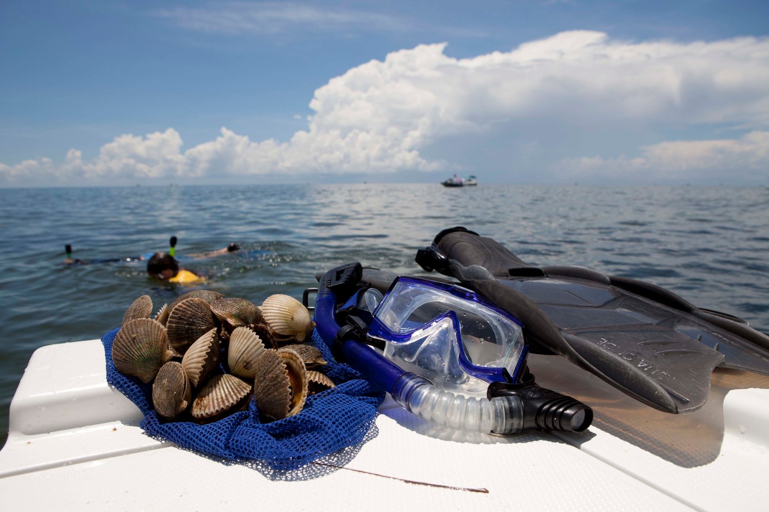 Scalloping, be safe and protect wildlife Tips from UF and Florida Sea