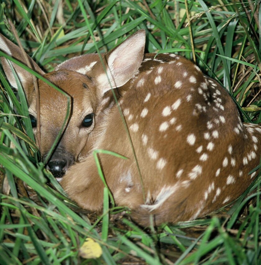 A deer fawn’s instinct to stay perfectly still and quiet is how it avoids predators; the mother is likely nearby waiting for you to leave.


AGFC Photo
