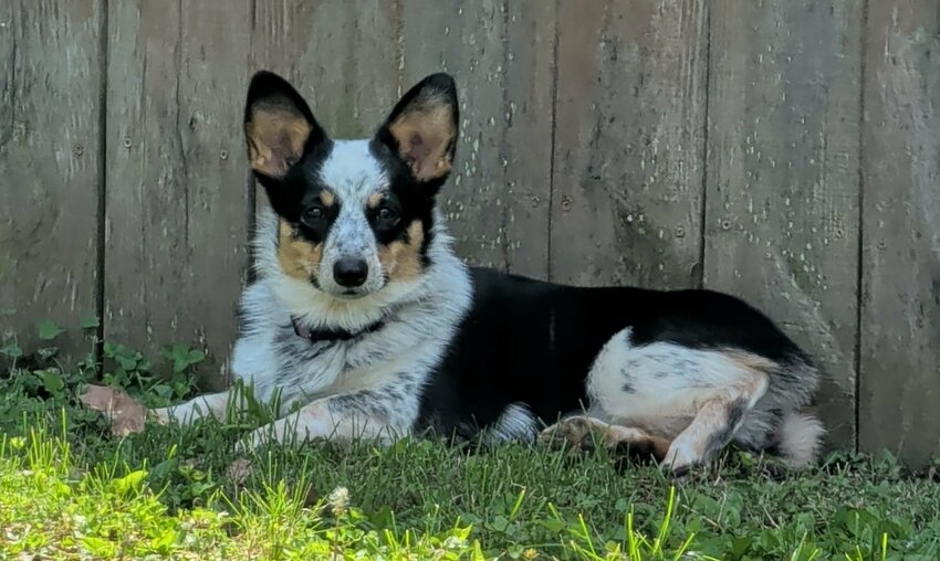 Paws, prayers and a community that cares: Bring Lexi home