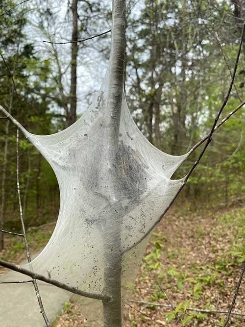 Tent caterpillar nests may appear unsightly to homeowners, especially when exposed by severe defoliation.   Submitted Photo