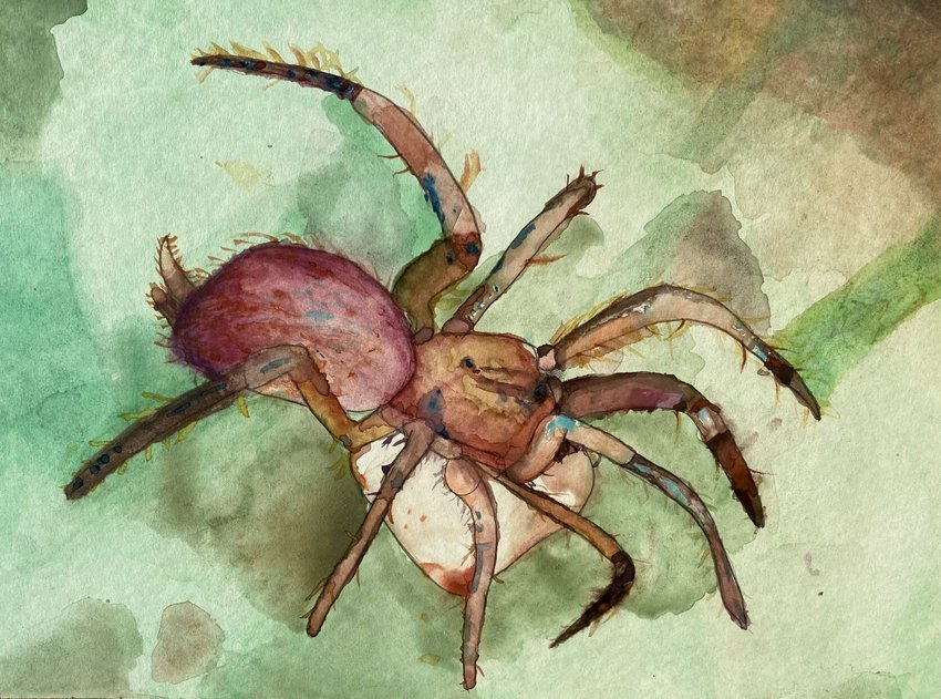 Flippin Middle School eighth-grader&nbsp;Hunter Jones' watercolor, &quot;Arachnophobia,&quot; placed second in the Wildlife of Arkansas Student Art Contest.&nbsp;   Photo Submitted