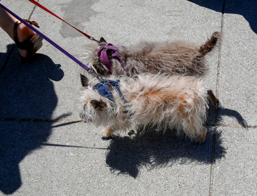 This AP File Photo shows a A pair of dogs leaving the 10th annual Noe Valley neighborhood SummerFEST in San Francisco, Calif. The Humane Society of Missouri is reminding pet owners to beware of summer heat and protect their pets accordingly.   Josie Norris/San Francisco Chronicle via AP