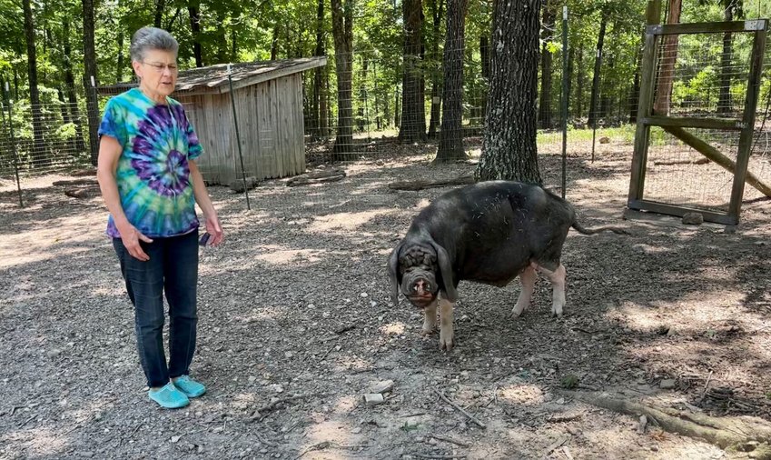Janice Wolf of Rocky Ridge Refuge in Mountain Home poses with her Meishan pig named &ldquo;Brad Pigg.&rdquo; Brad is one of several exotic residents of the rescue that also cares for medically rescued dogs looking for homes. The refuge does not operate as a petting zoo.   Helen Mansfield/The Baxter Bulletin