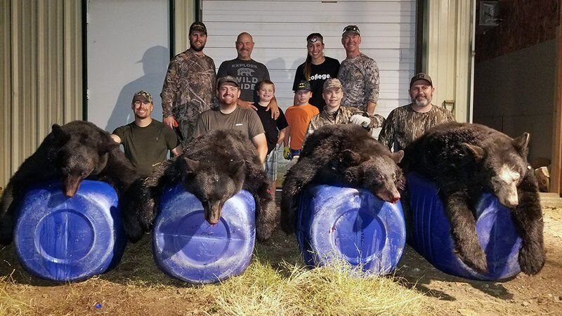 The Arkansas Game and Fish Commission is asking anyone who harvests a bear in the Ouachita or Ozarks mountains to help collect liver samples from their bear to help research mange in the Ozark bear population. The liver samples needed aren&rsquo;t used to determine the presence of mange, but the presence of possible contributing factors to the rise in cases seen recently.   Photo courtesy of the Arkansas Game and Fish Commission