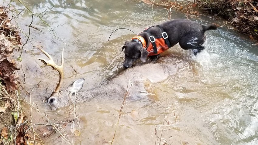 The Arkansas Blood-trailing Network is available to help hunters leave the woods with the meat and the memories that come from successful outings. Jason &ldquo;Buck&rdquo; Jackson, AGFC statewide Wetlands Program coordinator, joined the blood-trailing network a couple of years ago, and says &ldquo;blood-trailing&rdquo; can be a bit of a misnomer. His dog, Chloa, uses more than the scent of blood to track the deer.   Photo courtesy of the Arkansas Game and Fish Commission