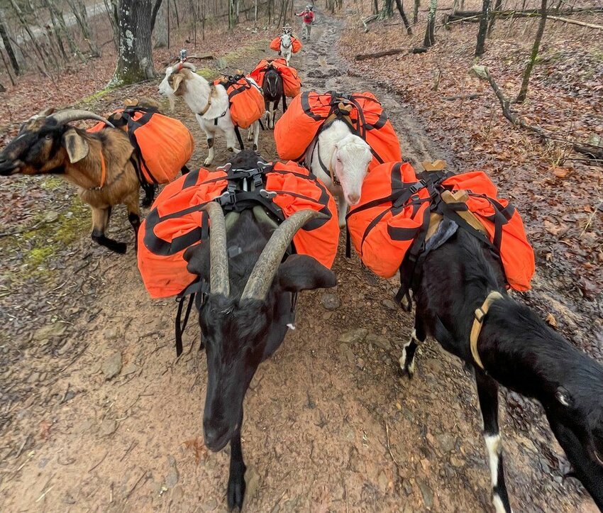 A herd of goats are outfitted to serve as pack animals for hikes in areas of the national forest where ATVs and motorized transit are prohibited.&nbsp;Arkansas outfitter Casey Brewster has discovered the therapeutic power of hunting and relaxing in these out-of-the-way public lands.   Photo Courtesy of AGFC