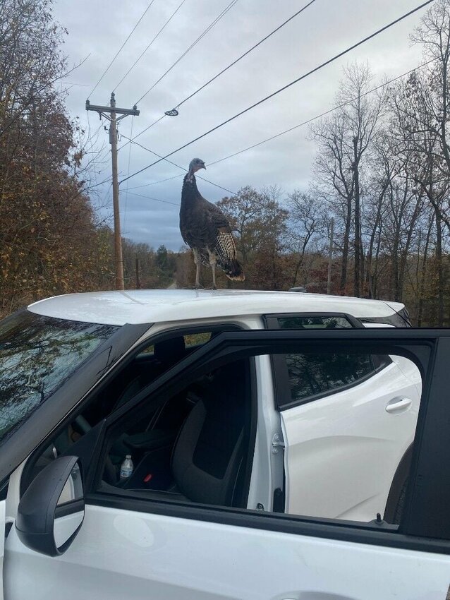 Buster the turkey stands on top of a vehicle in an area surround Norfork Lake. Buster, who was rescued and hatched from an egg after its mother was killed, has made himself a fixture in his lakeside neighborhood.   Submitted Photo
