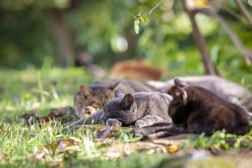 Stray cats rest under a tree in this file photo. Animal control continues to be an issue for the city and Baxter County, with a citizen's complaint bring the matter to the forefront in a recent Mountain Home City Council meeting.   AP File Photo