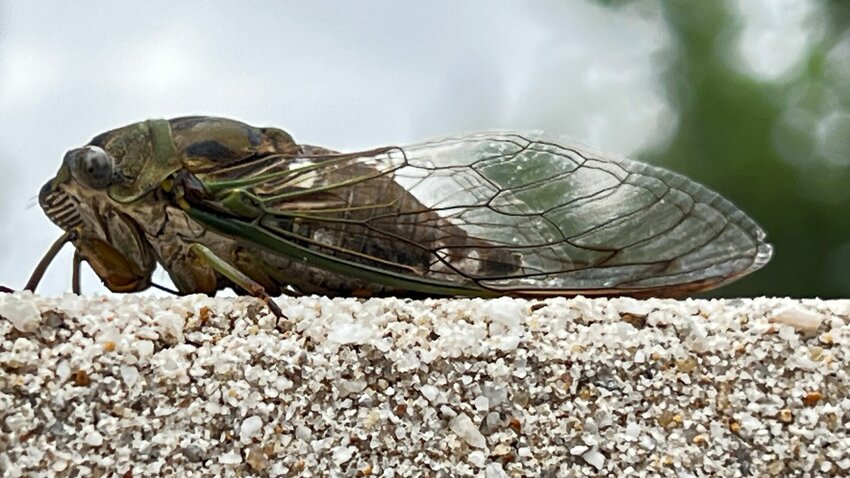 Experts say two broods of periodic cicadas will make a rare simultaneous emergence this spring, with Arkansas being home to brood XIX, a group whose adults emerge every 13 years. The last time this dual emergence happened in the United States was in 1803, and the next one not expected to happen for another 221 years.   Submitted Photo