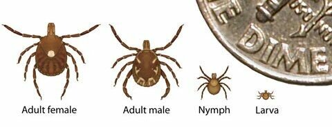 Evidence suggests that alpha gal syndrome is triggered by the bite of a lone star tick in the United States, but other kinds of ticks have not been ruled out. Within two to six hours of consuming red meat, an AGS sufferer can have symptoms such as hives, difficulty breathing &mdash;&nbsp;and in severe cases &mdash;&nbsp;can go into anaphylaxis and die. While the lone star tick is prevalent in Arkansas, AGS sufferers do well after removing red meat and other mammalian products from their diet, and can eat foul, fish and seafood.   The Centers for Disease Control and Prevention