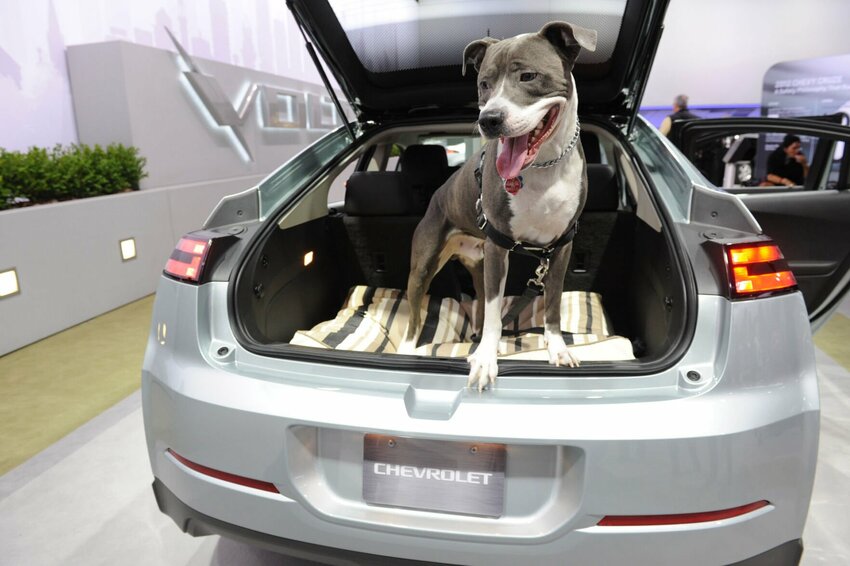 In this file photo Blade, a pit bull, is ready to go for a ride. Summer is a dangerous time for pets to travel as excessive heat in vehicles can be a fatal danger for both humans and animals.   AP File Photo