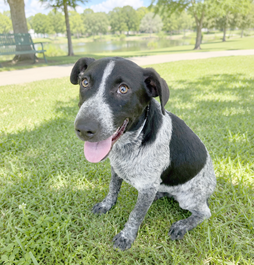 If you're ready to add a loyal companion to your family, come meet Blue today at Baxter County Animal Control. He can...