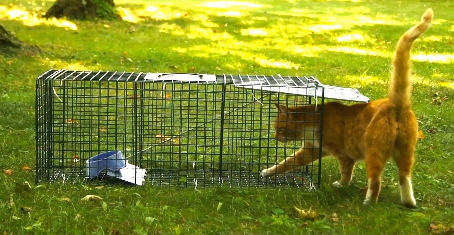 Community Cat Project offers help to fix and vaccinate feral cats