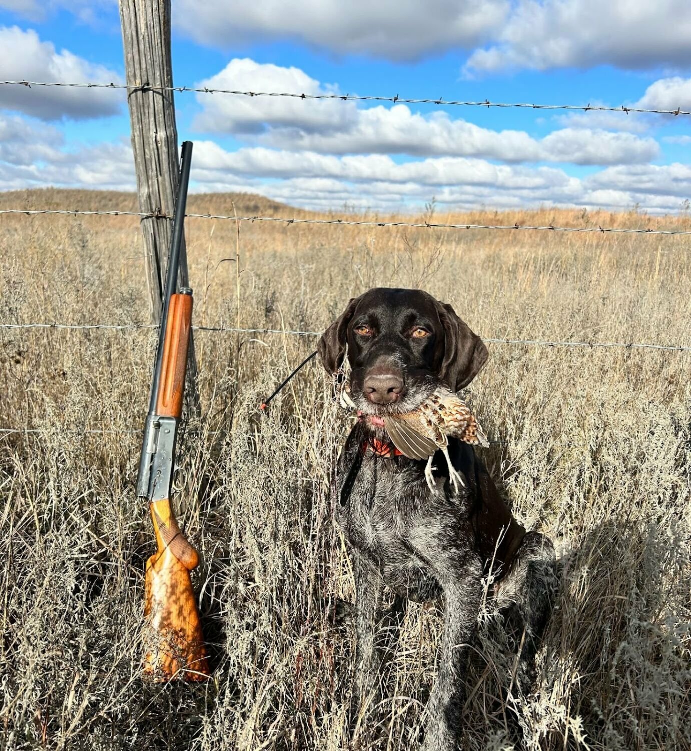 Record your quail hunting adventures to benefit the birds Baxter Bulletin