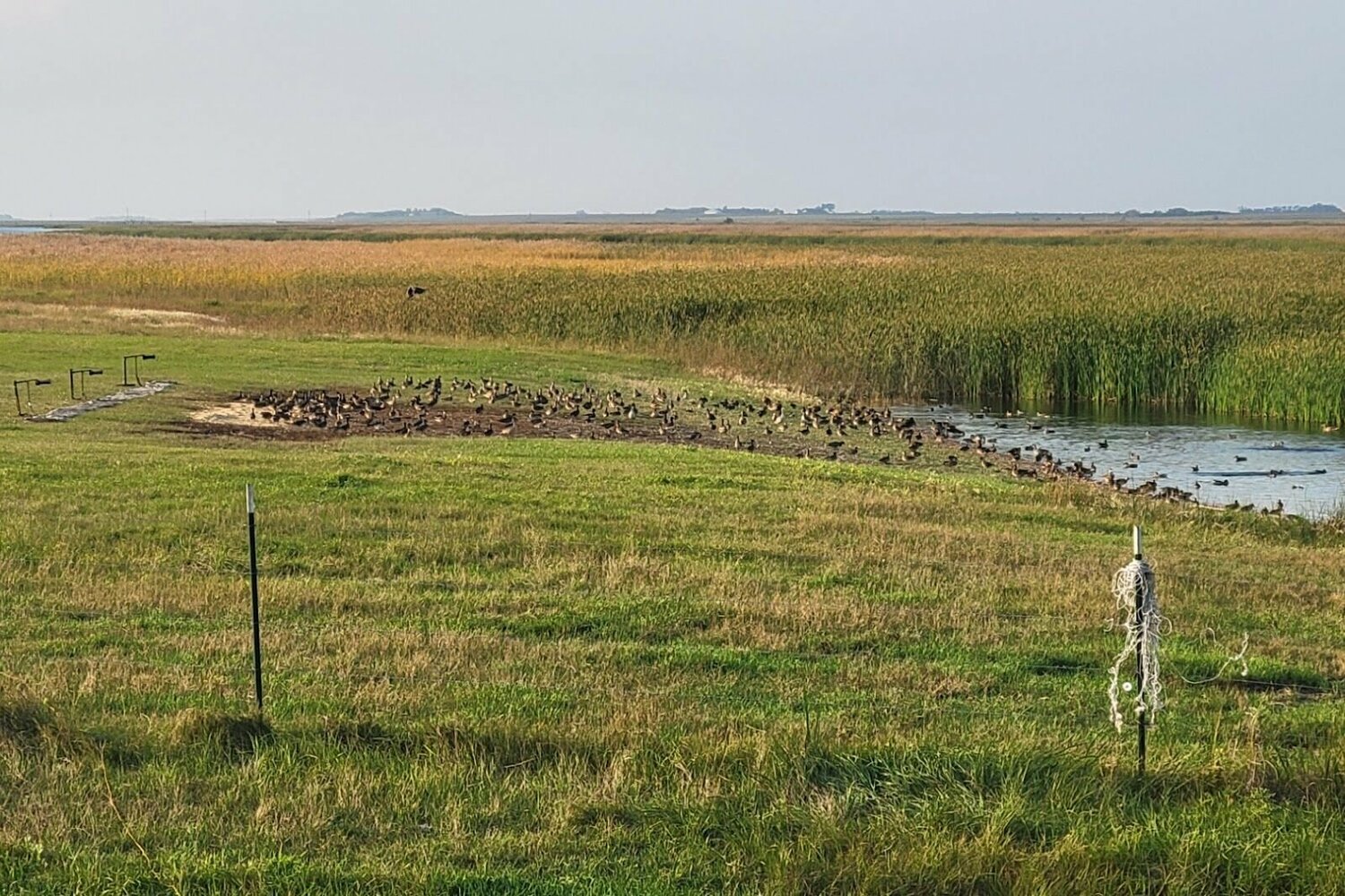 Arkansas biologists help band this year’s duck migration | Baxter Bulletin
