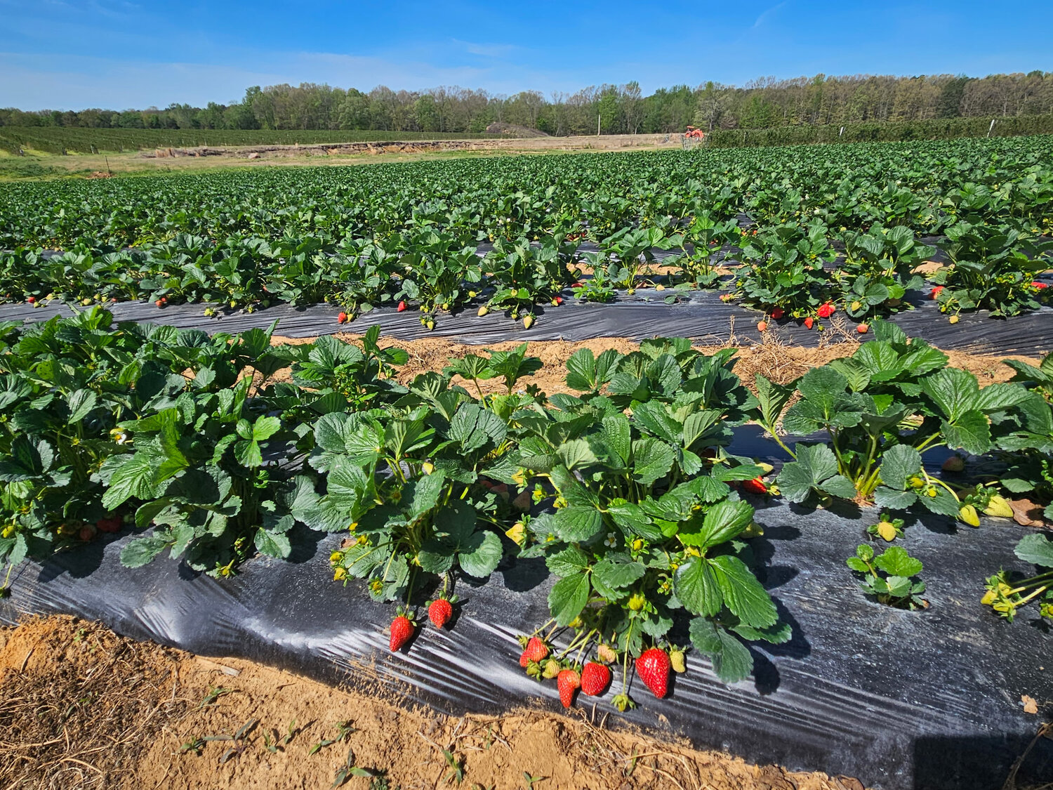 Thirsty Arkansas strawberry crop gets off to early start 