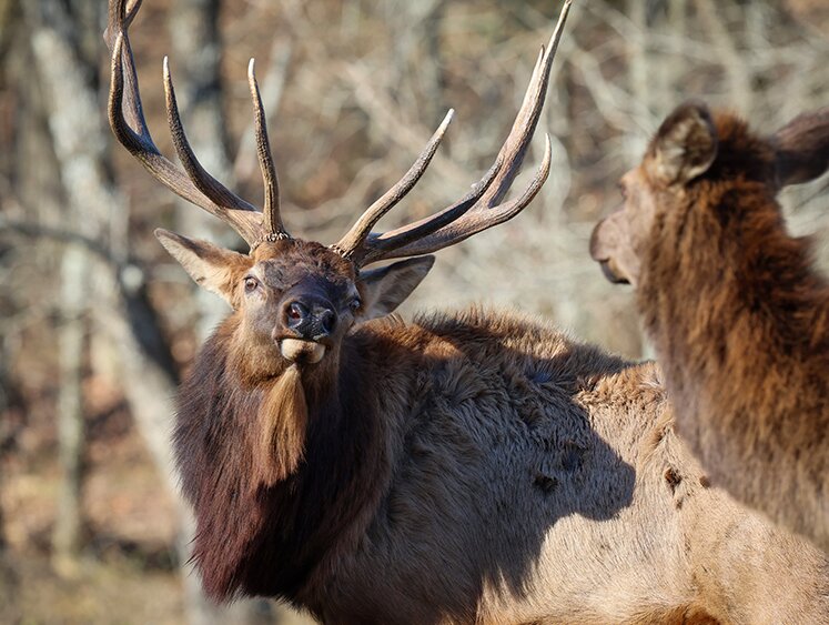 Apply for a 2026 Arkansas Elk Hunting Permit through June 1