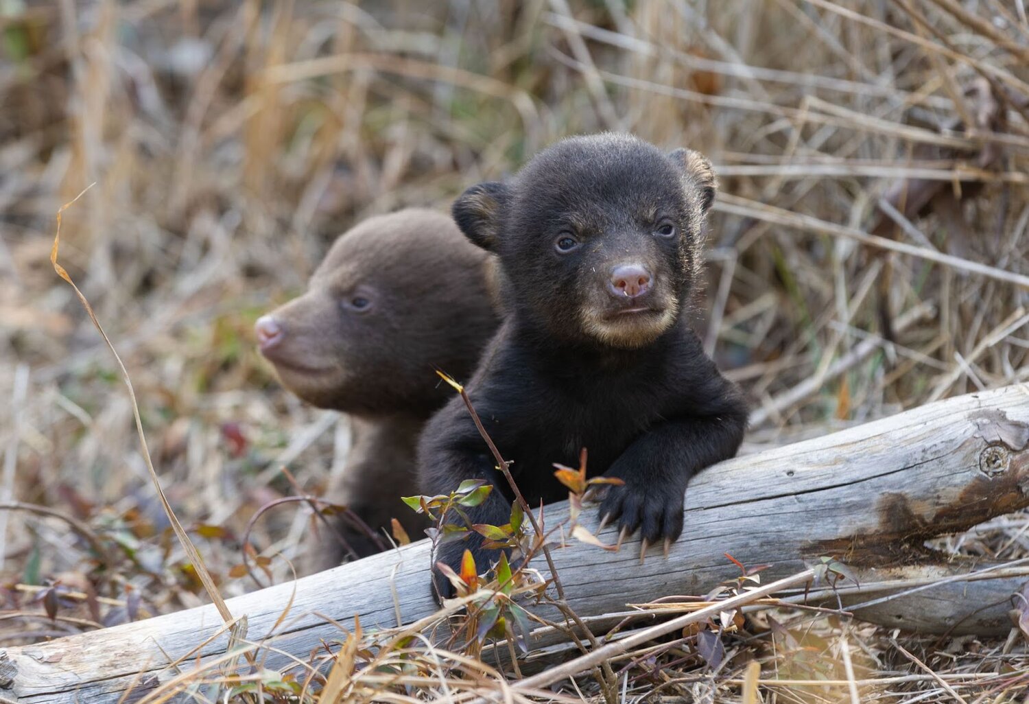 Leave ‘abandoned’ wildlife where you find it
