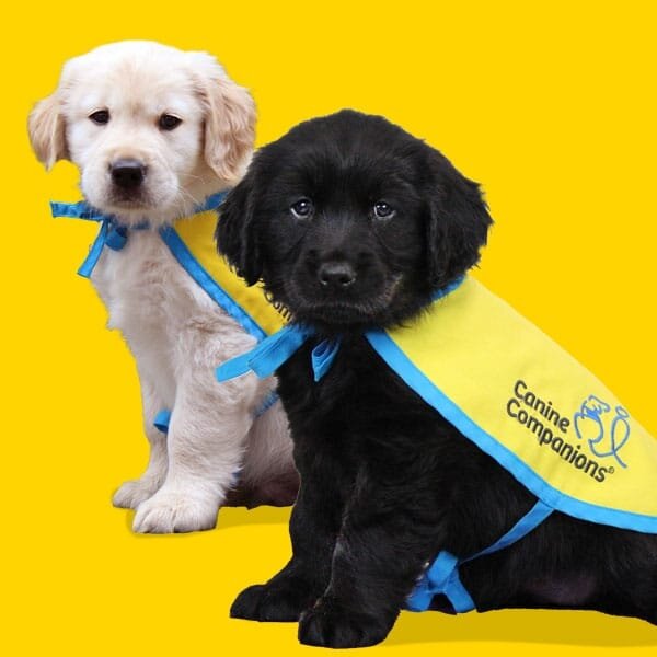 Canine Companions meet-and-greet set Tuesday 