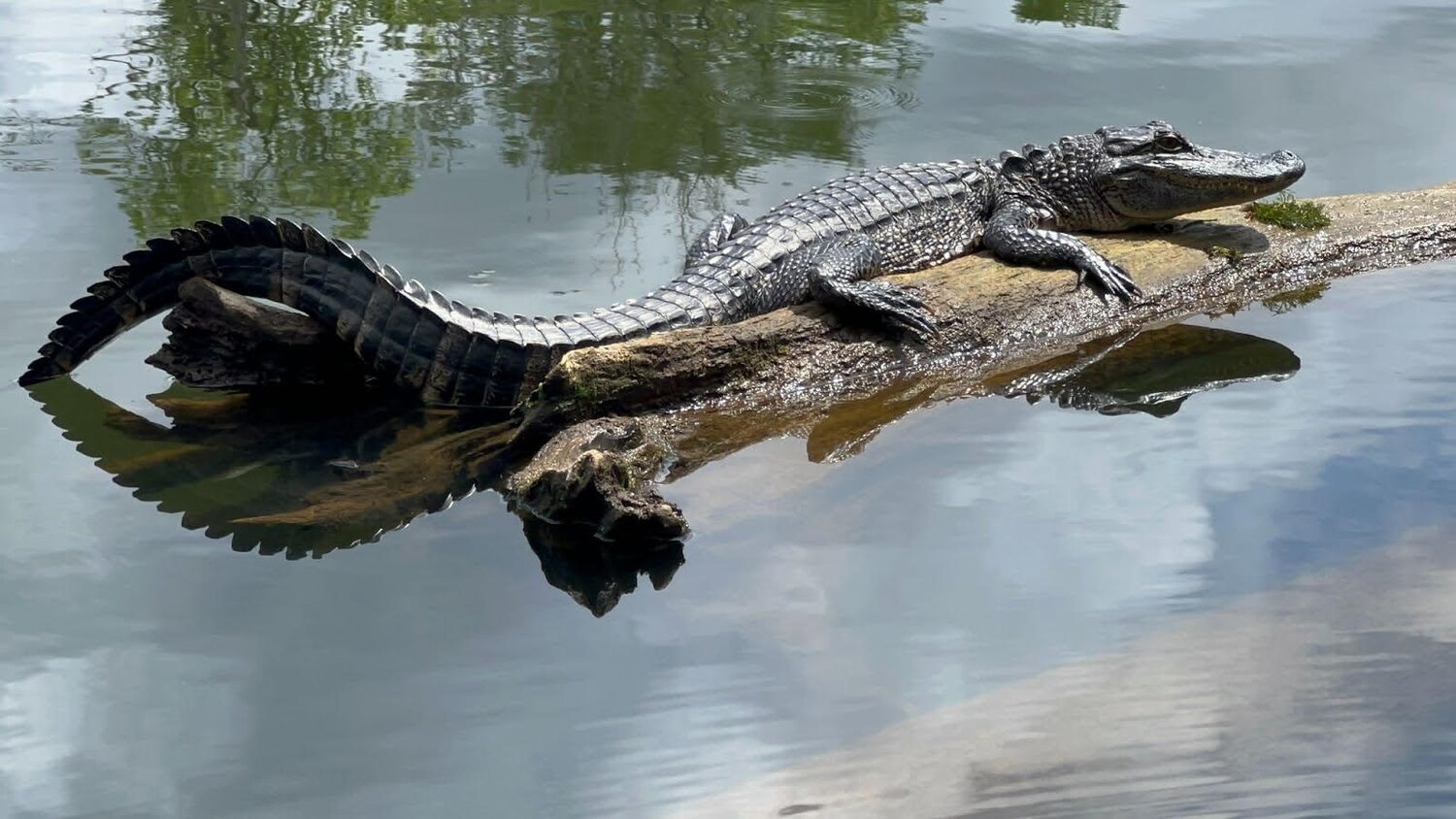 Alligator Hunting permit applications now available - Baxter Bulletin