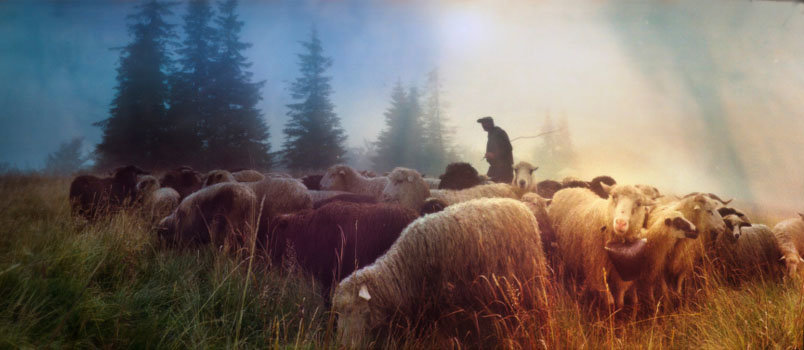 THINKSTOCKPHOTOS.COM/Photo, sheep, shepherd