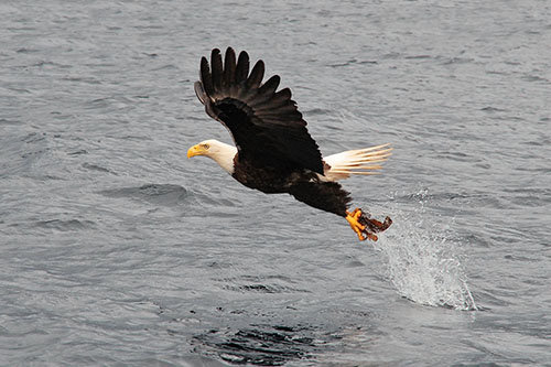 It takes a gifted and an alert photographer to capture an eagle catching a fish and soaring back into the sky, but Charles Stanley demonstrated his prowess with a camera in this shot.