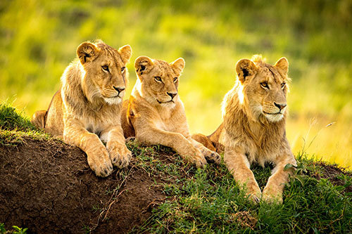 Charles Stanley’s photography is often only rewarded after hours of waiting and sometimes a certain amount of risk as evident in this shot of three African lions.
