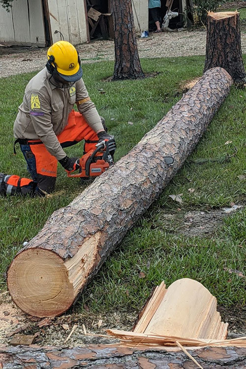 chainsaw to clear out a tree