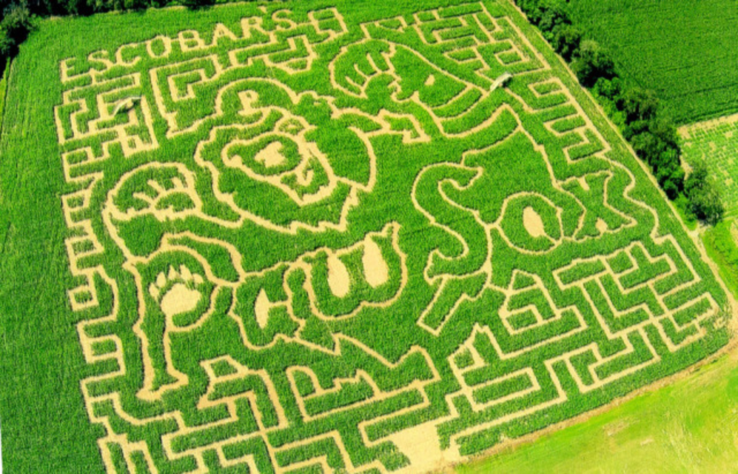 MAiZE Maze in Portsmouth has a brand new design News