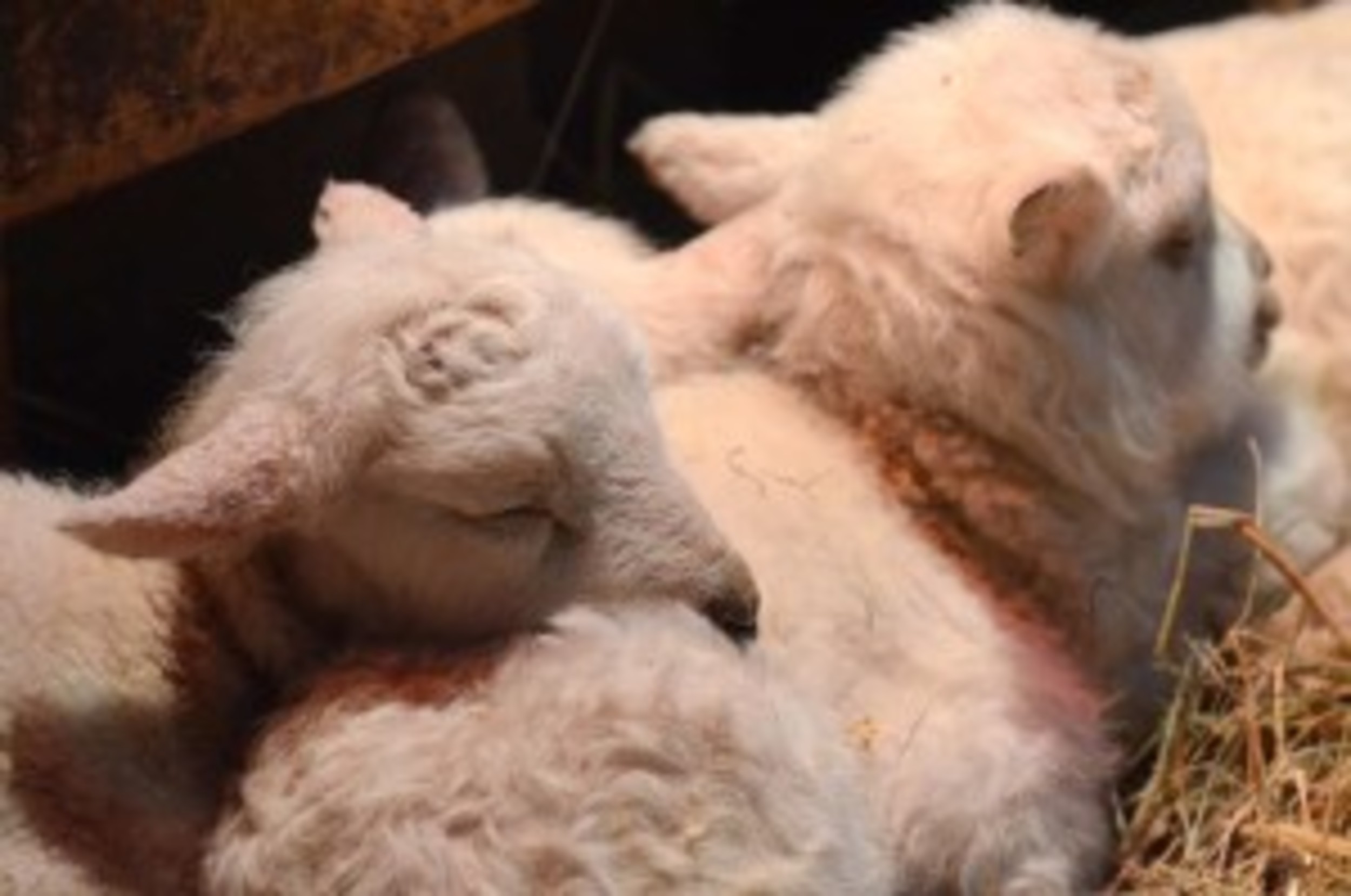 Six baby lambs born at Coggeshall Farm News, Opinion