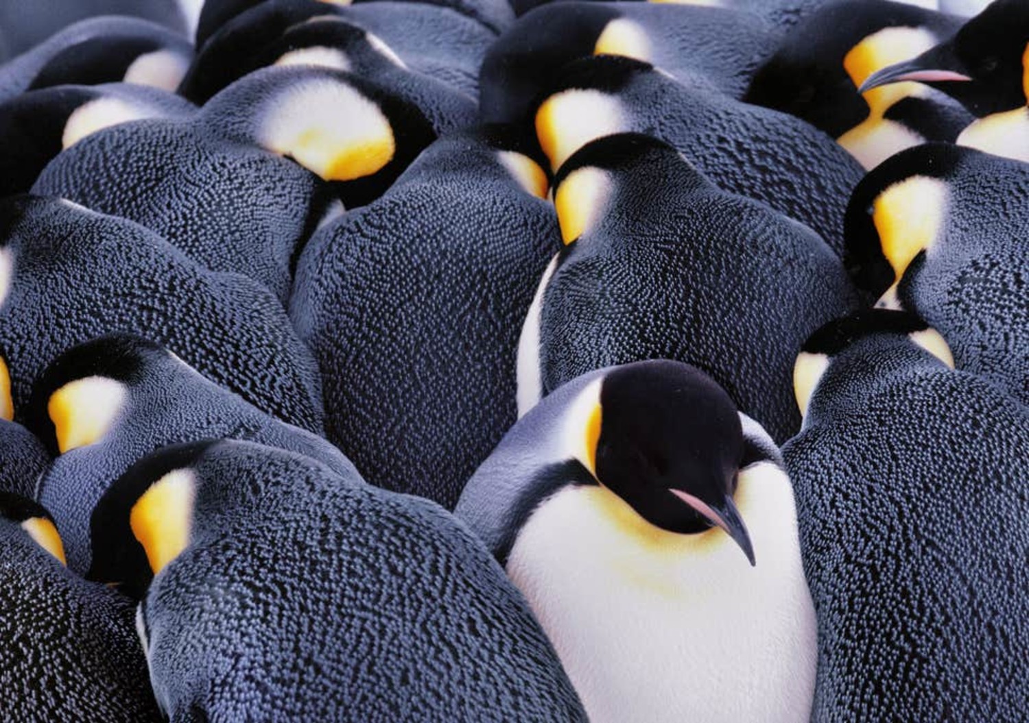 studying-the-huddle-penguin-behavior-climate-change-eastbayri