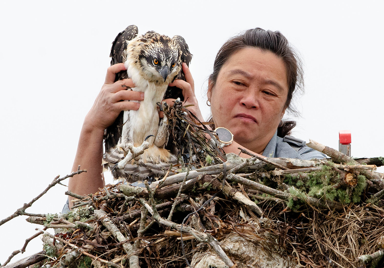 Tih-Fen Ting wrests a male fledgling from its nest on he East Branch of the Westport River. A team including members of the Mass. Audubon and it's volunteers captured twelve fledglings for the state of Illinois Osprey Recovery Project on Tuesday morning, July 13.