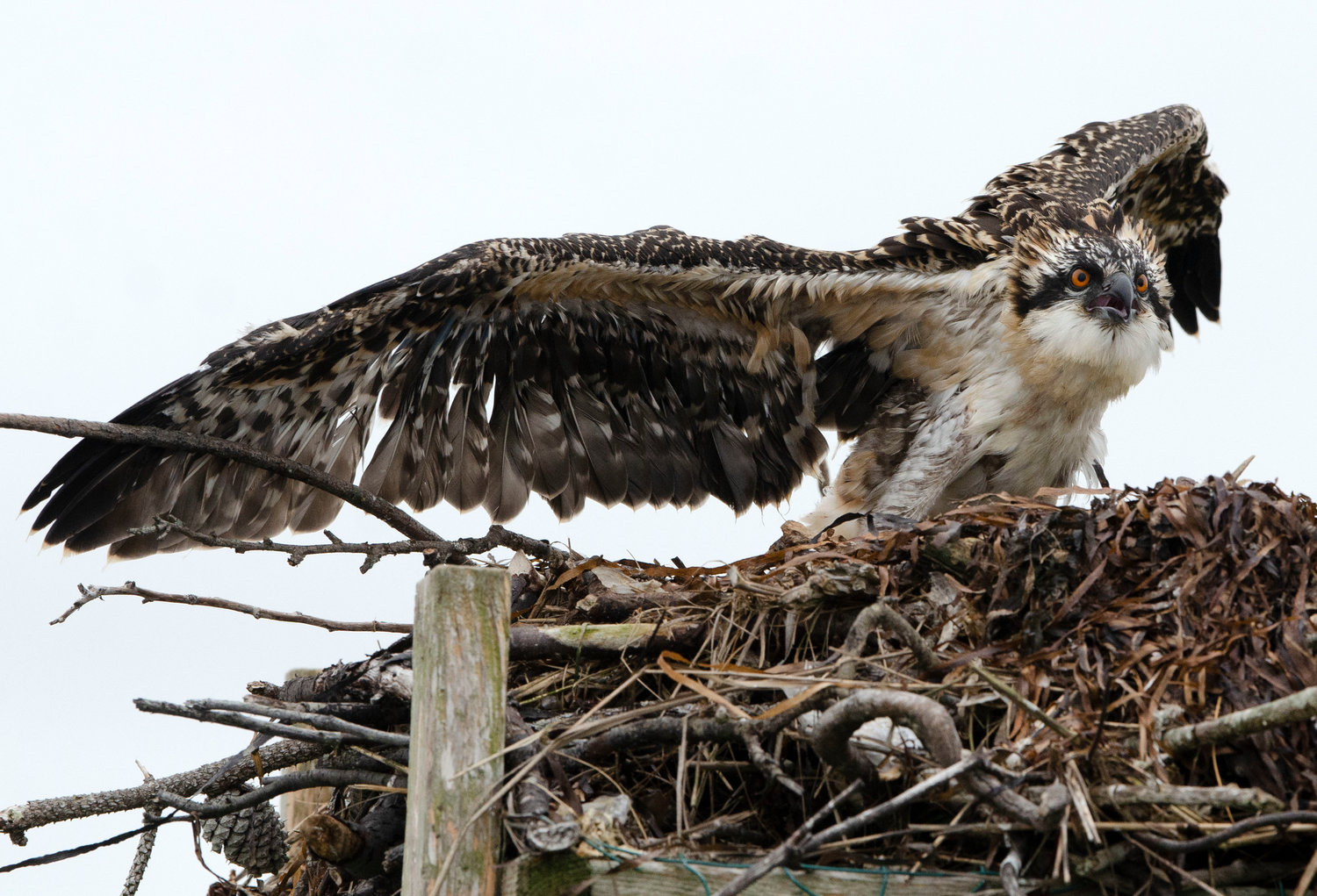 An osprey fledgling is startled as Dr. Alan Poole pops his head up over the nest.