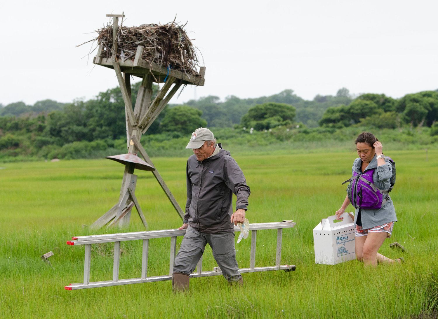 Tih-Fen Ting and Dr. Alan Poole head back to the skiff with the ladder and a fledgling. 