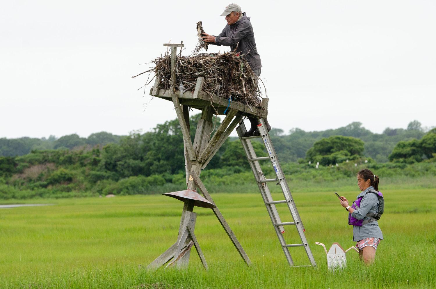 20 year Mass Audubon volunteer, Dr. Alan Poole, lifts an osprey fledgling from it's nest while standing on a ladder. Tih-Fen Ting looks on at right. 