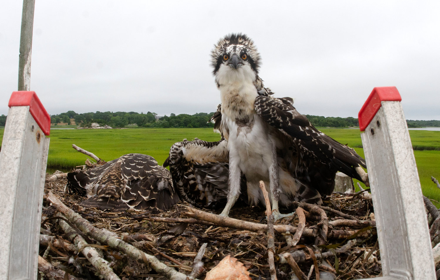 An osprey fledgling looks into the camera as a photographer climbs the ladder and peers into the nest.