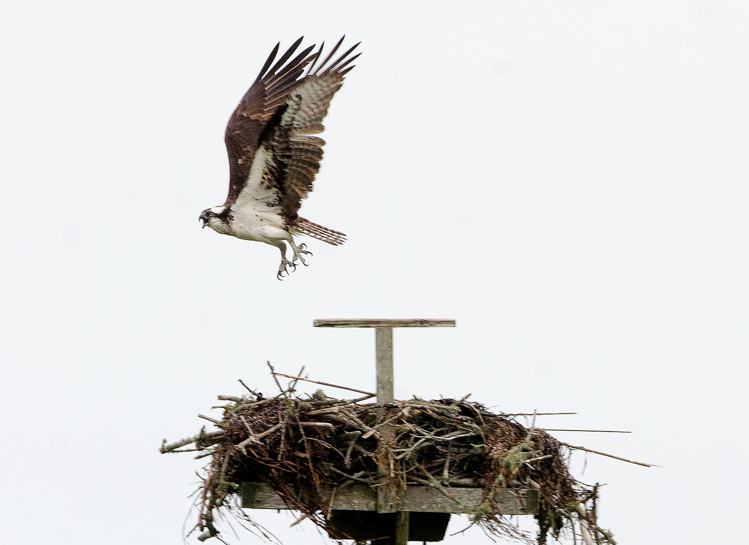 An adult osprey leaps off its nest as 
Tih-Fen Ting and Dr. Alan Poole approach in their skiff. It called out with a high-pitched whistling, chirp and soared off in hopes to lure the vessel away from the nest.
