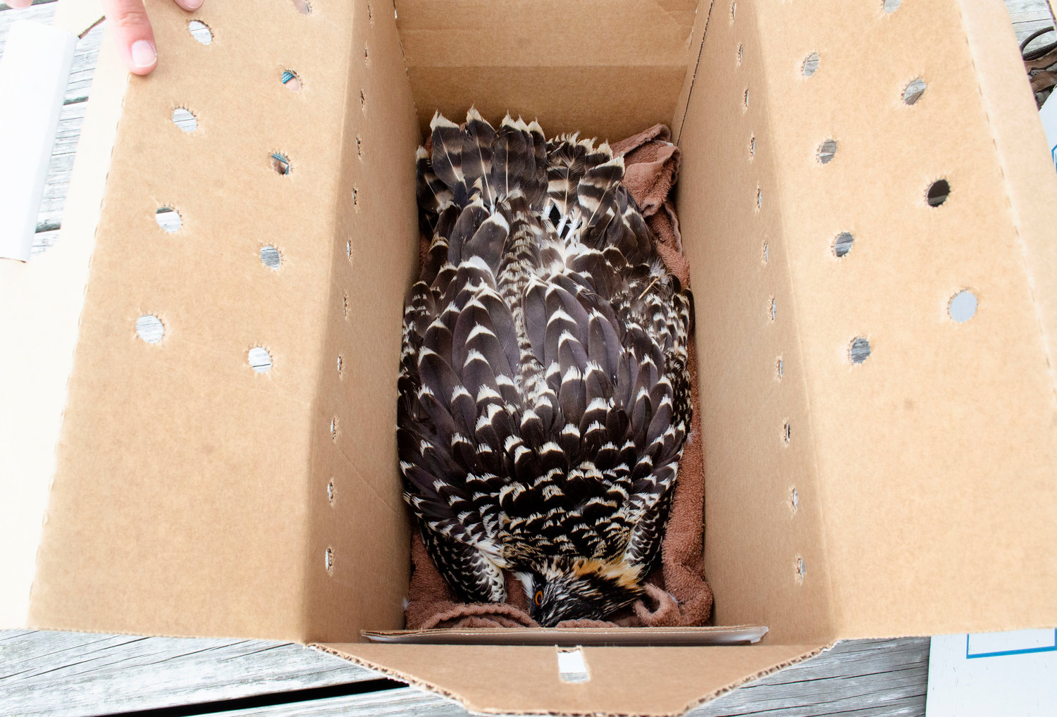 An osprey fledgling lays quietly in a cardboard box, as it sits on the dock, waiting to be transported by car to the New Bedford Regional Airport.