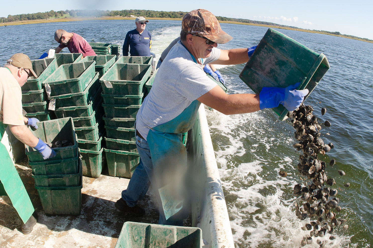 Westport fisherman Paul Leuvelink (right) dumps a half bushel of quahogs into the East Branch of the Westport River Friday afternoon. In all, he and other helpers deposited 71 bushels of necks.