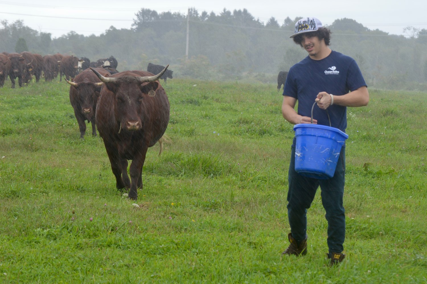 Herd leader Fern follows Austin, who’s carrying a bucket full of feed and molasses. Students successfully managed to move the herd to the fall grazing field, which was fully of long, lush grass.