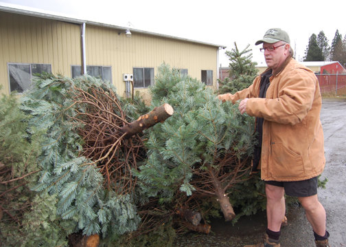 Perry Buholm, of Onalaska, organizes a pile  of discarded Christmas trees at the Lewis County Central Transfer Station in Centralia in this file photo.