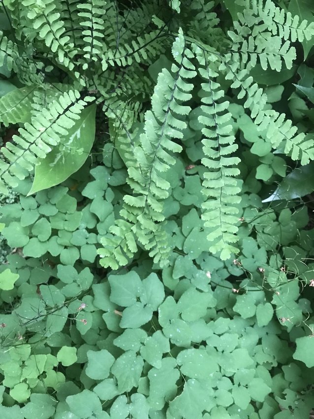 Five-finger fern and Vancouveria (inside-out flowers) are two examples of native plants that can be implemented into a garden for their natural affinity for the Pacific Northwest environment