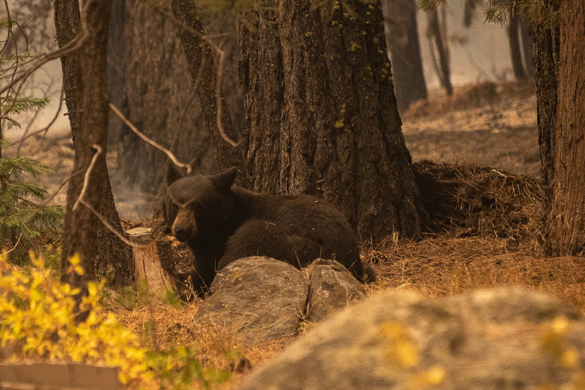 An injuried bear with burned paws sits under trees near a home in Meyers, California, during the Caldor fire at on Aug. 31, 2021. (Paul Kitagaki Jr./The Sacramento Bee/TNS)
