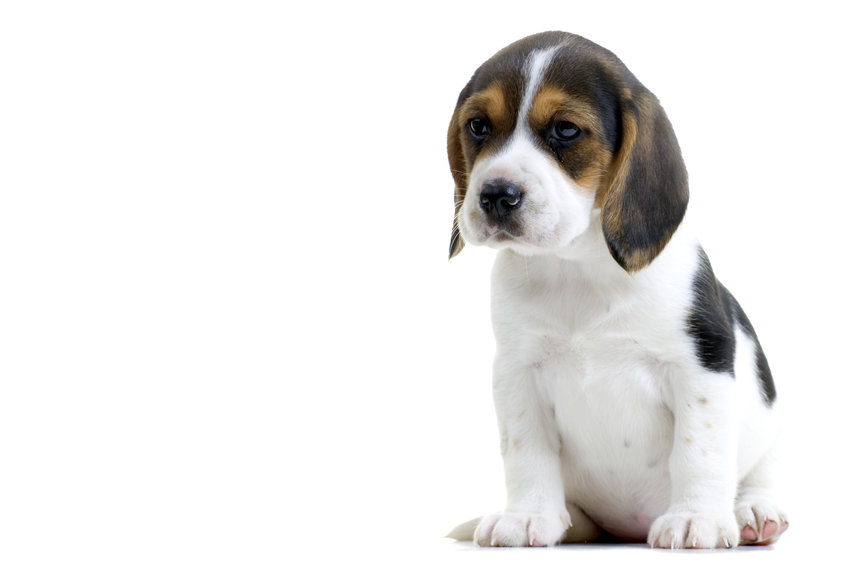 An advocacy group has revealed taxpayer funds paid for research that involved infecting beagle puppies with parasites to test experimental drugs. (Dreamstime/TNS)