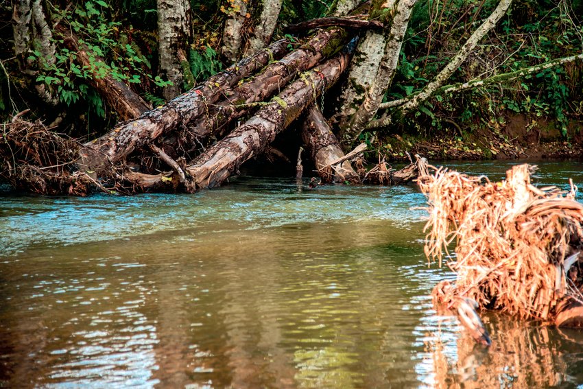 Logs are chained together to create a log jam along a waterway in Tenino off Skookumchuck Valley Road.