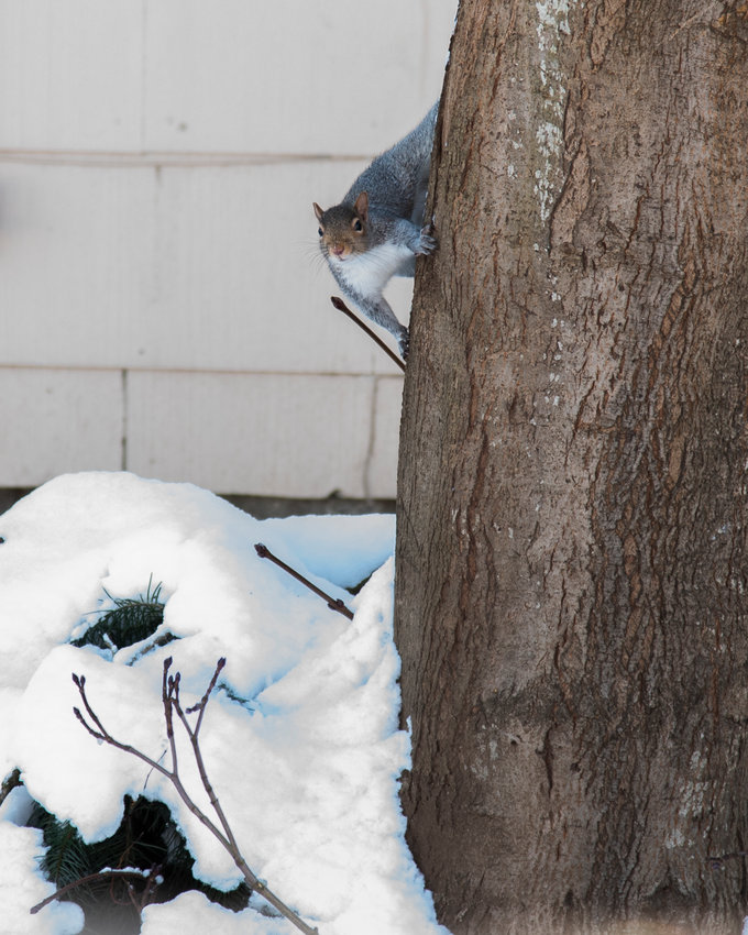 A squirrel hangs from a tree above snow covered branches in Centralia on Wednesday.