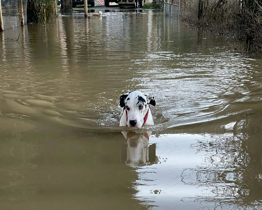 Dogs wade through flood water in Rochester at Misspits Rescue.