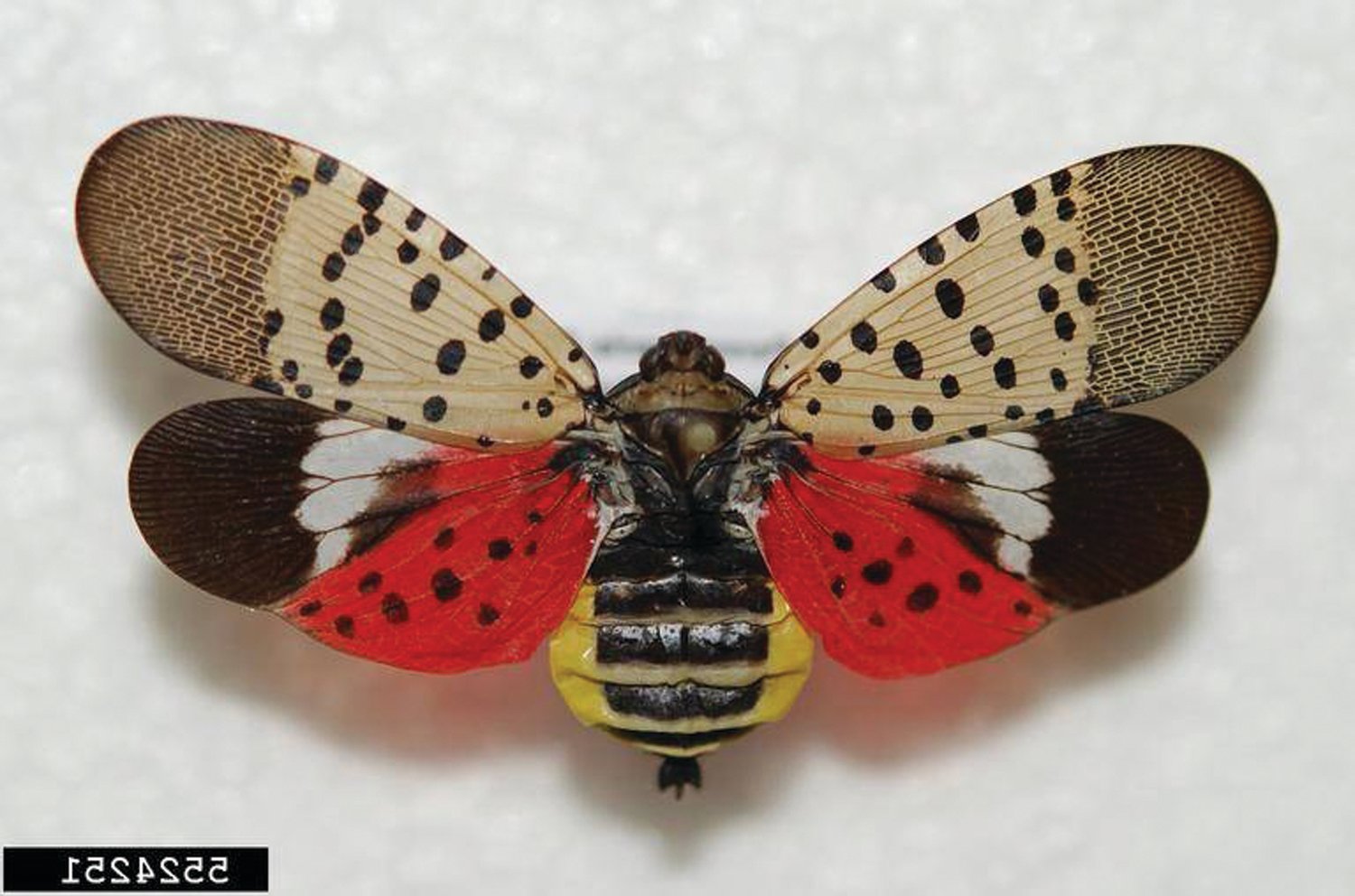 spotted lantern fly circle trap